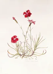 Dianthus Caesars Mantel, 1997